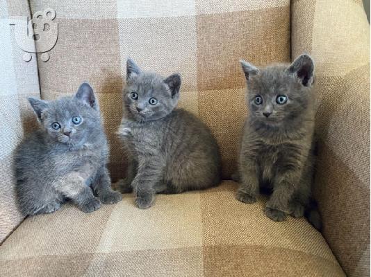 PoulaTo: russian blue kittens make wonderful family pets